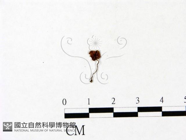 小菇屬藏品圖，第1張