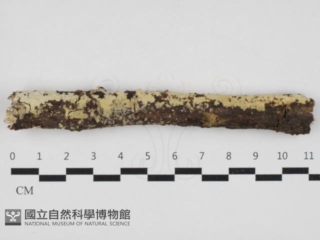 登錄號:F0032957藏品圖，第1張