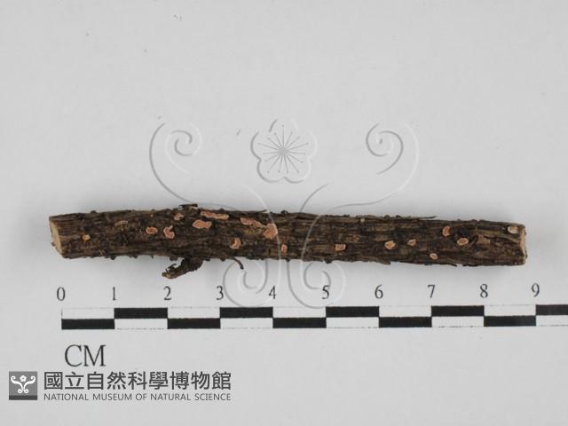 盤革菌屬藏品圖，第1張