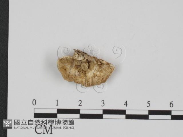 附毛菌屬藏品圖，第1張