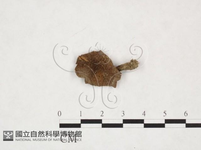 登錄號:F0025957藏品圖，第1張
