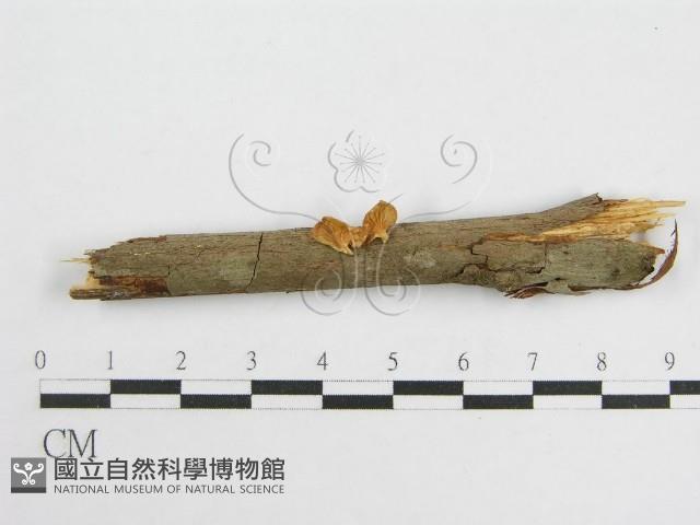 微皮傘屬藏品圖，第1張