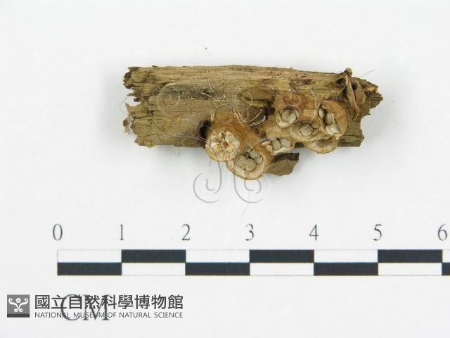 登錄號:F0013957藏品圖，第1張