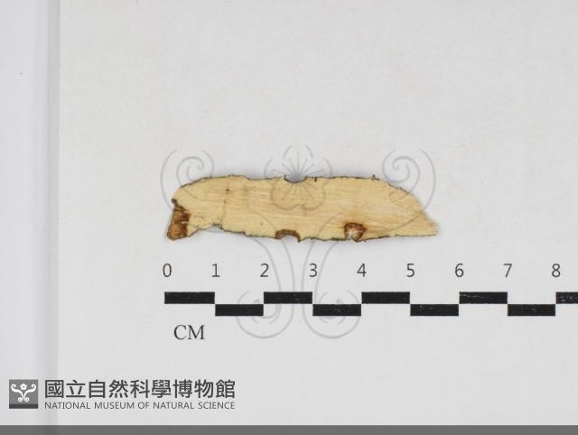 刺革菌屬藏品圖，第1張