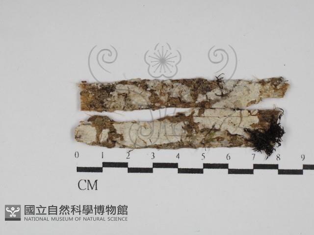 登錄號:F0028657藏品圖，第1張