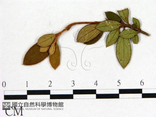 登錄號:F0020657藏品圖，第1張