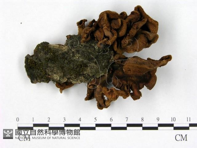 登錄號:F0000657藏品圖，第1張