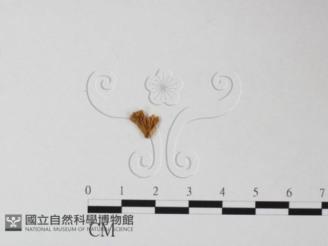 登錄號:F0010657藏品圖，第1張