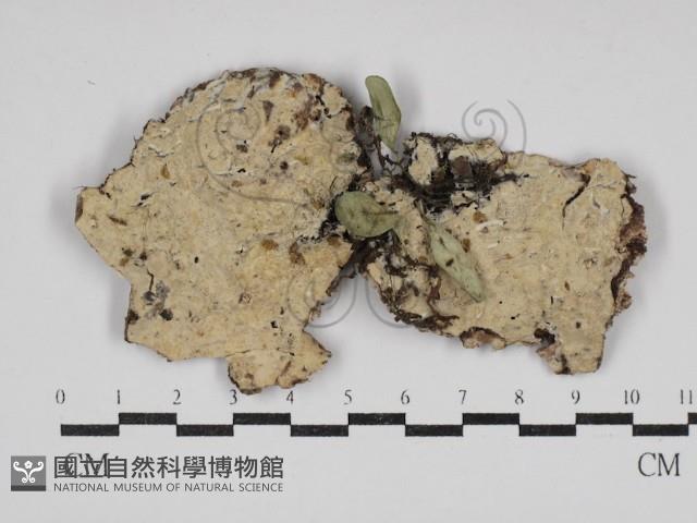 登錄號:F0030657藏品圖，第1張