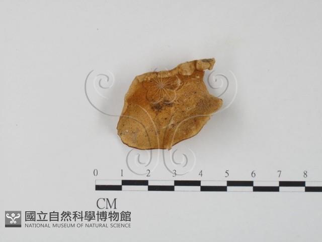 登錄號:F0006657藏品圖，第1張