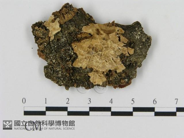 登錄號:F0016657藏品圖，第1張