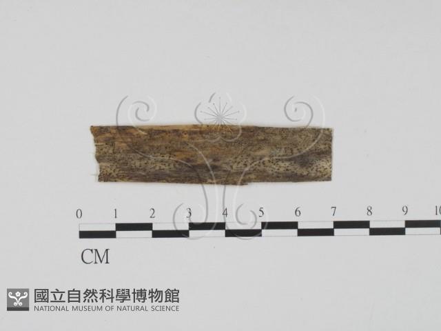 登錄號:F0011657藏品圖，第1張