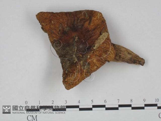 登錄號:F0024657藏品圖，第1張