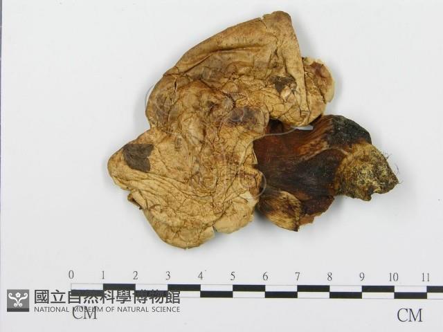 登錄號:F0004657藏品圖，第1張