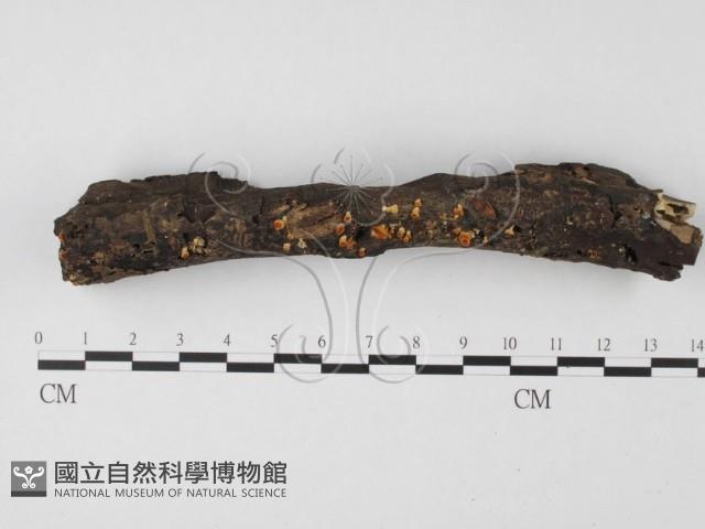 登錄號:F0014657藏品圖，第1張