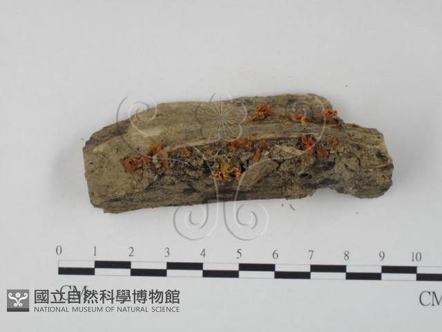 登錄號:F0012657藏品圖，第1張