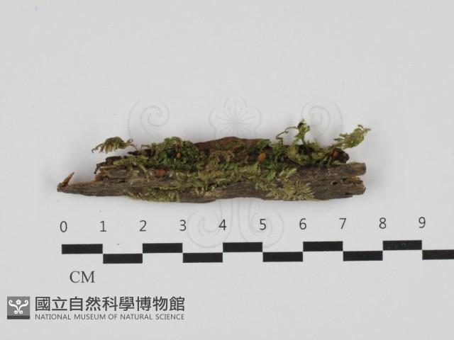 登錄號:F0032657藏品圖，第1張