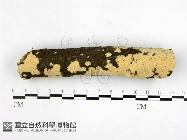 登錄號:F0007657藏品圖，第1張