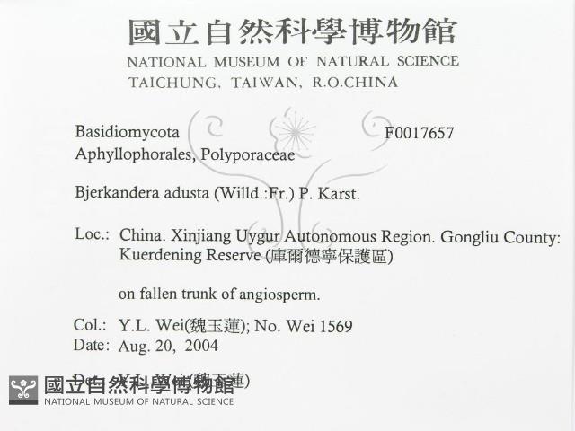 煙管菌藏品圖，第3張