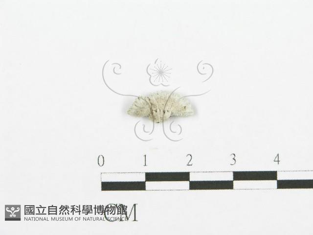 裂褶菌藏品圖，第1張