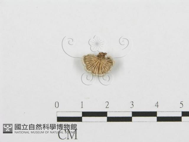 裂褶菌藏品圖，第1張