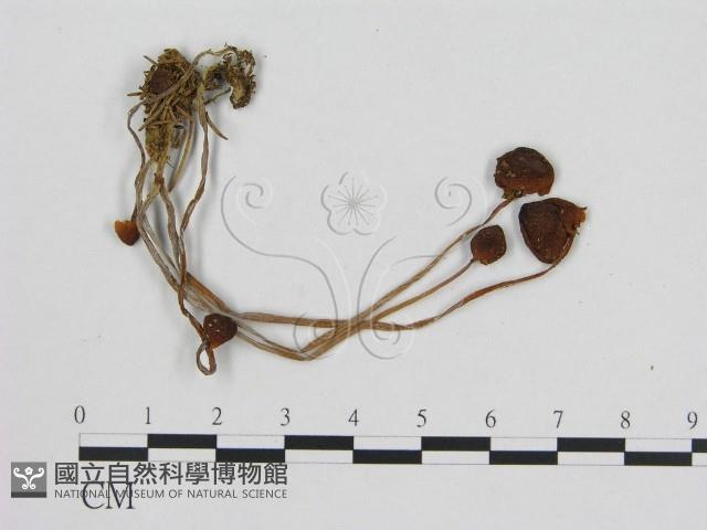 小菇屬藏品圖，第1張