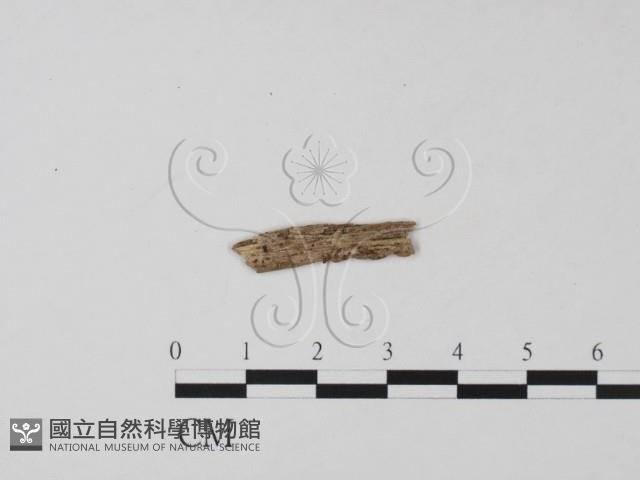 登錄號:F0019657藏品圖，第1張