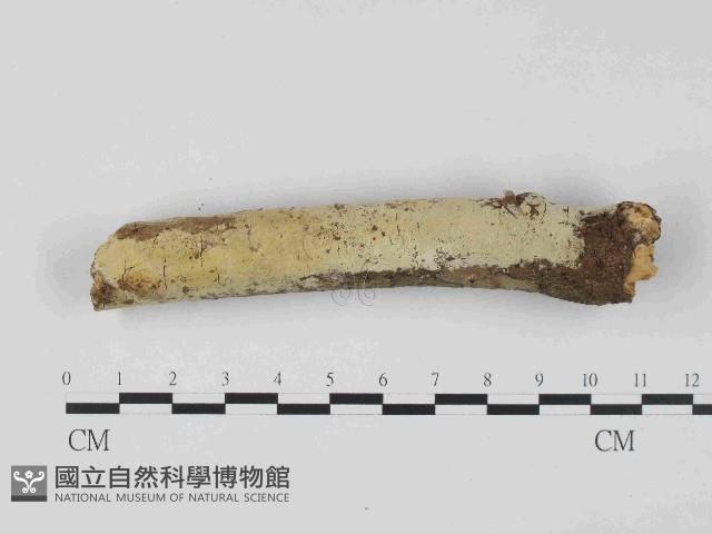 絲齒菌屬藏品圖，第1張