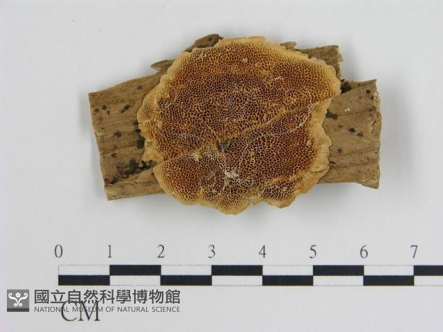 登錄號:F0003657藏品圖，第1張