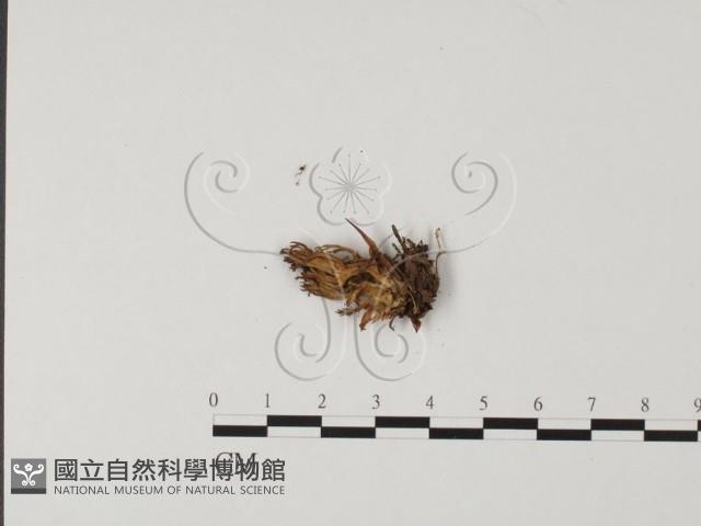 登錄號:F0013657藏品圖，第1張