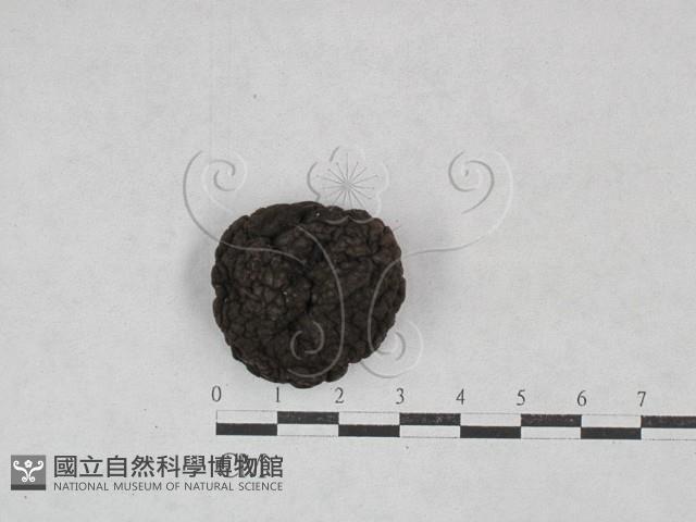 登錄號:F0028457藏品圖，第1張