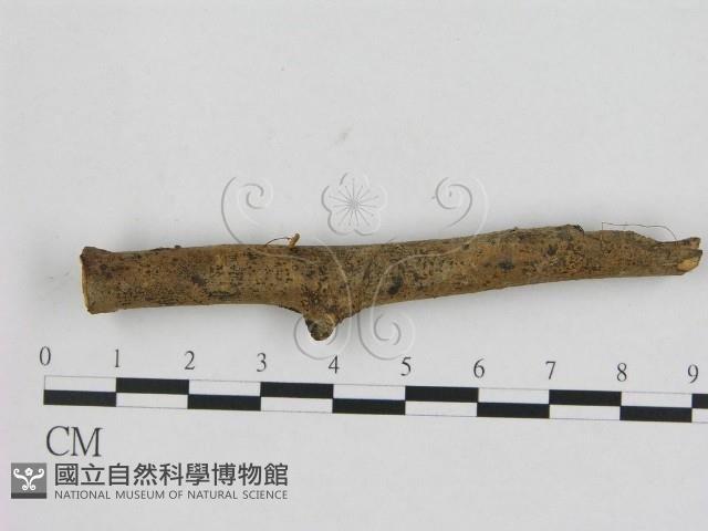 登錄號:F0008457藏品圖，第1張