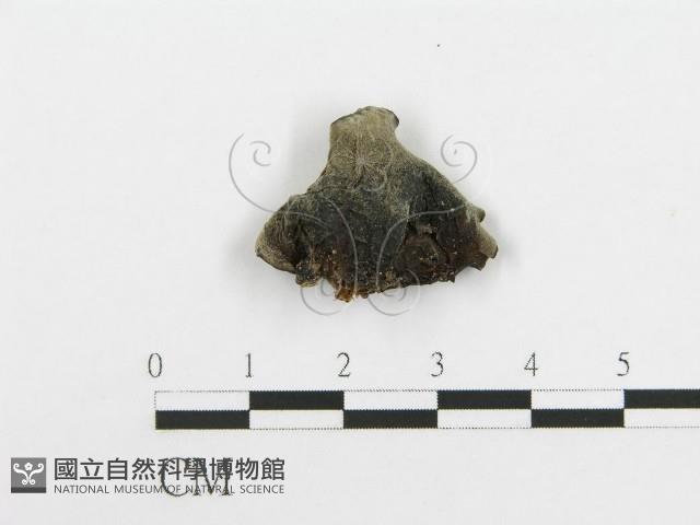 登錄號:F0020457藏品圖，第1張