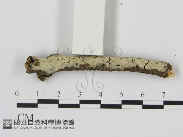 剛毛絲皮菌藏品圖，第1張