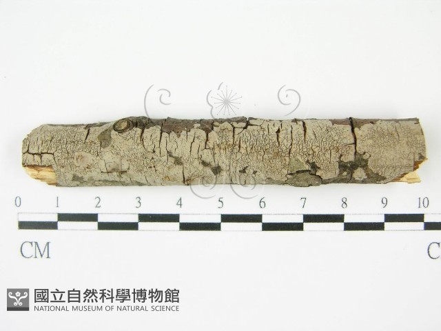 登錄號:F0010457藏品圖，第1張