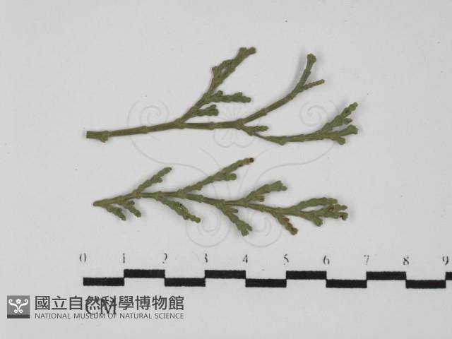 登錄號:F0030457藏品圖，第1張