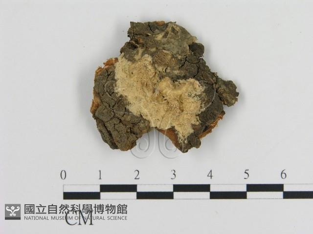 登錄號:F0006457藏品圖，第1張