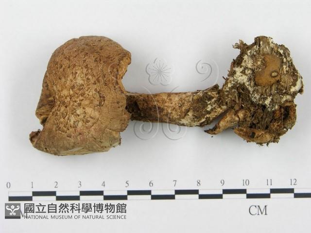 杯傘屬藏品圖，第1張