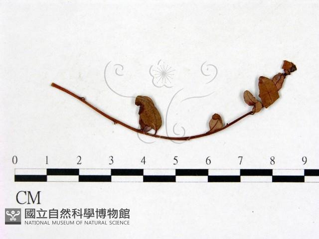 登錄號:F0011457藏品圖，第1張