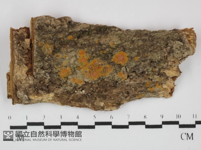 登錄號:F0031457藏品圖，第1張