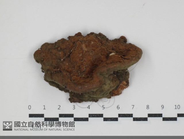 登錄號:F0034457藏品圖，第1張