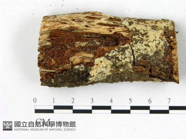 剛毛絲皮菌藏品圖，第1張