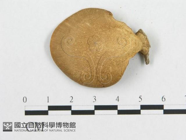 多孔菌屬藏品圖，第1張