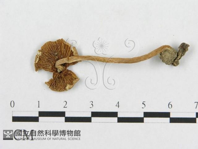 登錄號:F0012457藏品圖，第1張
