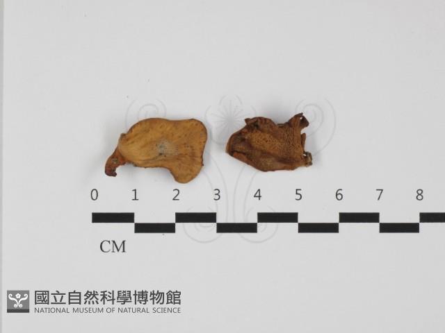多孔菌屬藏品圖，第1張