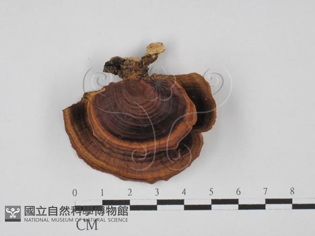 相鄰小孔菌藏品圖，第1張