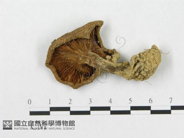 登錄號:F0007457藏品圖，第1張