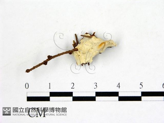登錄號:F0017457藏品圖，第1張