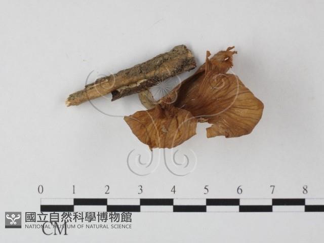 登錄號:F0005457藏品圖，第1張