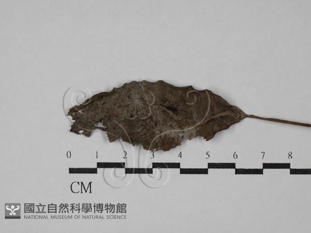 登錄號:F0029457藏品圖，第1張